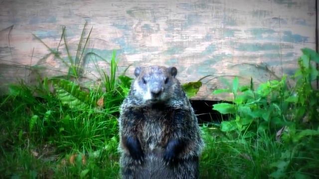 A Woodchuck - Sony HX7V HD Video Test смотреть онлайн