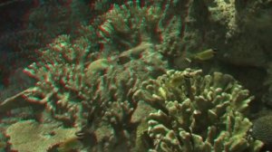 Ваш виртуальный аквариум 3D анаглиф Full HD часть 1