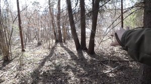 Нашел серебро в лесу! Поиск вдоль реки!