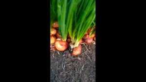 Перо лука сорт Штутгартер Ризен. Количество зачатков.