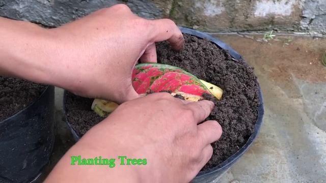 Propagation of Aglaonema Rotundum Pink from leave a new method смотреть онлайн