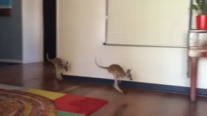 Комнатные кенгурушки