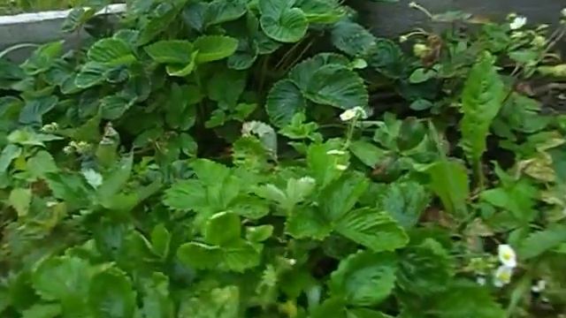 Моя Дача. Клубника смотреть онлайн