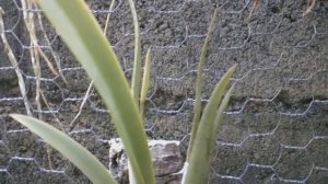 Странная орхидея #Брассокаттлея Fuchs Star, hibrid of Brassavola nodosa x C.  Maxima