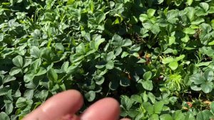 Поздний сорт земляники  Фейерверк.