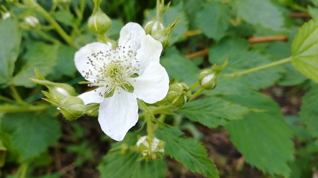 #13 Дорожка на участке своими руками, опять лоси и змеи смотреть онлайн