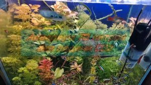 Как я выращиваю аквариумные растения