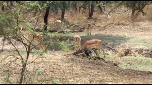 Ботсвана.Сафари в национальном парке Чобе