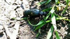 Осторожно,очень ядовитый жук Майка )))