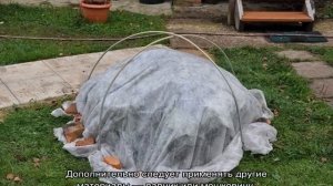 Как укрыть гортензию на зиму — подготовка кустов осенью к зимовке