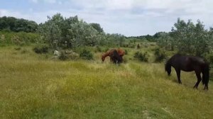 Верхом на папе в табуне лошадей ?