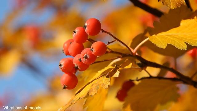 Мелодия для вечернего расслабления ♪ Лучшая Медитация перед сном смотреть онлайн