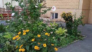 Шикарные садовые гибискусы во дворе многоэтажки в Ростове-на-Дону