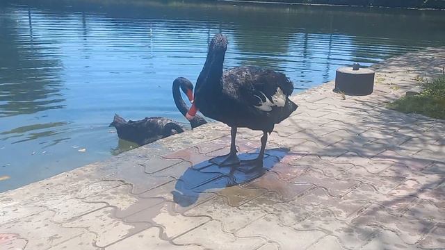 Белая Швейцарская овчарка - Лорд и все, все, все смотреть онлайн