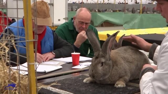 Кролики Фламандские гиганты выставка Noordscow  Голландия