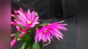 Easter cactus and thanksgiving cactus | Differences between holiday cacti