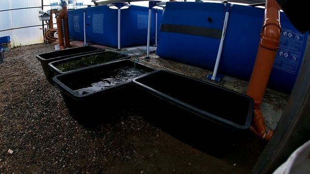 Сортировка креветки и чистка бассейна. смотреть онлайн