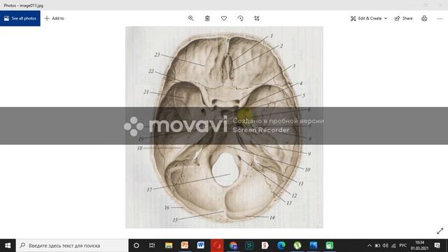 Бас сүйегінің топографиясы (2) ішкі негізі смотреть онлайн