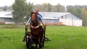 Лошадь летом в санях.