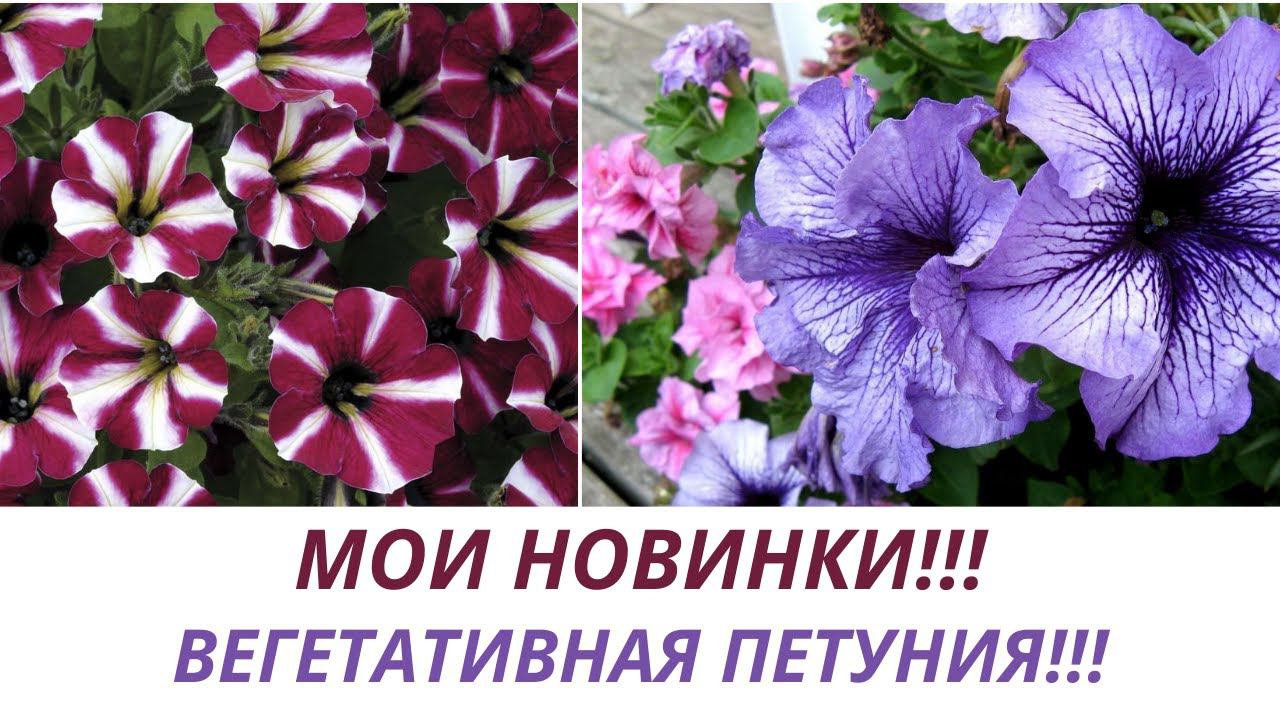 Петуния Вегетативная Ампельная!!! Обзор покупок! Новинки в моей коллекции вегетативных петуний!