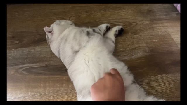 Плюсы и минусы содержания шотландских котов/Шотландский кот смотреть онлайн