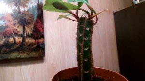 Молочай Беложильчатый-7. Обзор – большие и маленькие растения