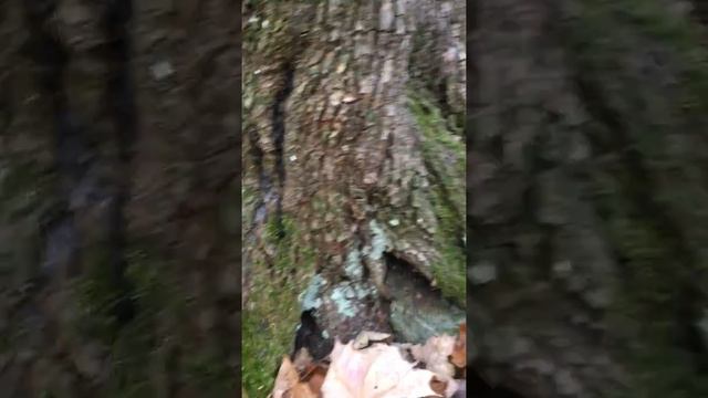 Chaga look a likes you should avoid смотреть онлайн