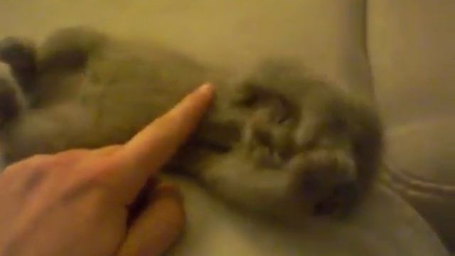 кот маленький спит.mp4 смотреть онлайн