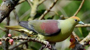 Зелёные голуби #Дикие голуби #голуби #птицы #Япония