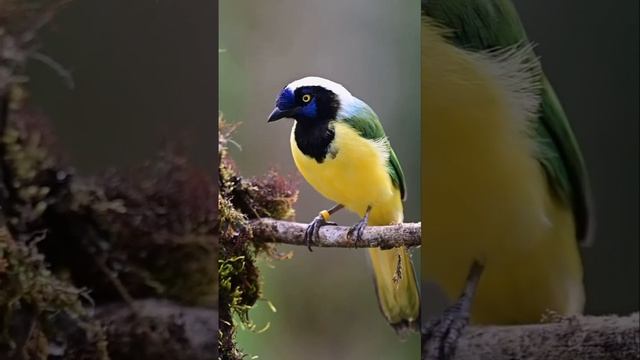 Перуанская разноцветная сойка смотреть онлайн