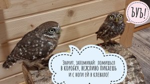 Домовый сыч ХЗ заселился к сычу Кутуше. Лучик устроил ему проводы и дал вселительный пендель