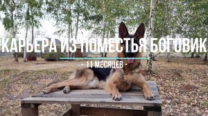 КАРЬЕРА ИЗ ПОМЕСТЬЯ БОГОВИК (11 месяцев) немецкая овчарка