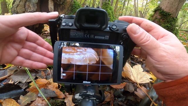 Fungi Photography - Multiple images layering and stacking - Tutorial