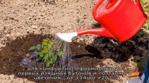 Роза Блаш