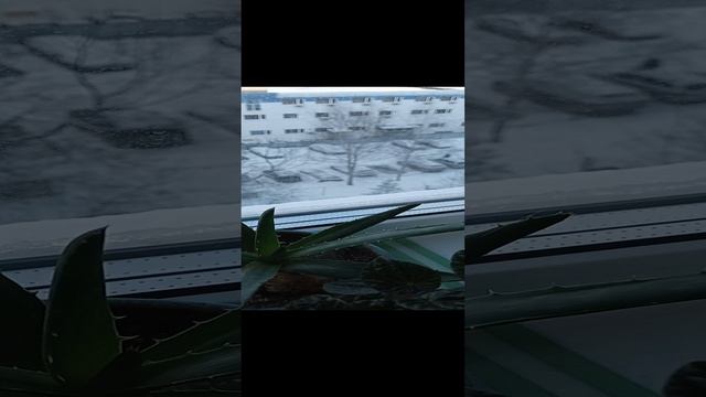 Обзор цветов на подоконнике.
