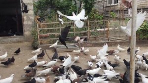 #Pigeons.Про пакистанских породы голубей.