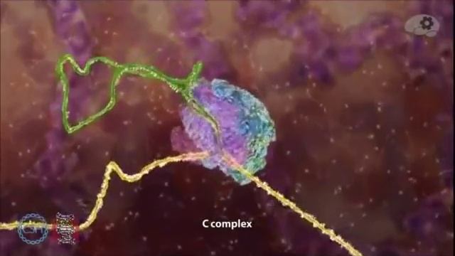 Создание белков по коду из ДНК смотреть онлайн