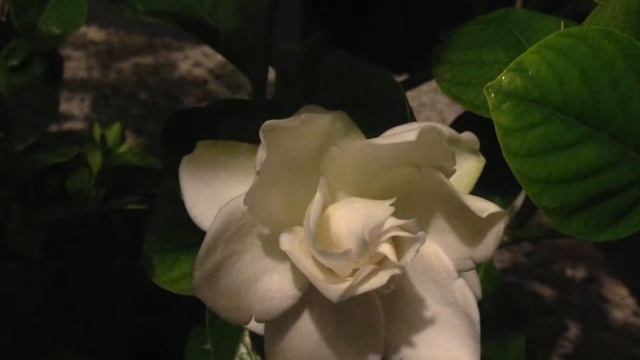 blooming gardenia 2015-4-25 смотреть онлайн
