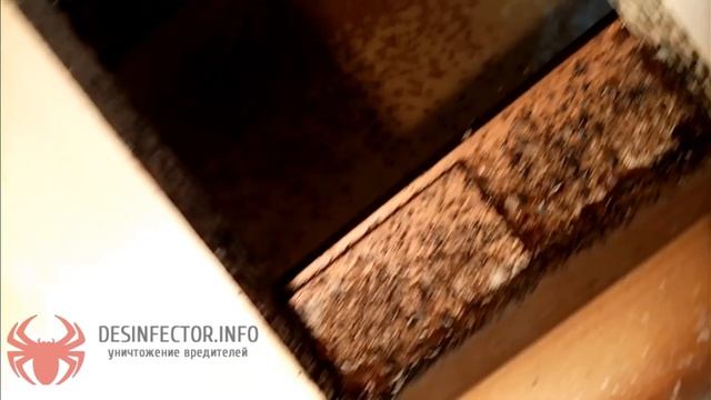 Клопы в кровати. Обработка от клопов.