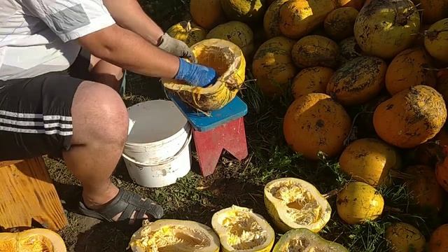 Гарбузове насіння, вибираю на продаж#гарбуз#насіння#продаж смотреть онлайн