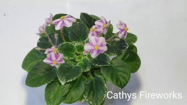 Allegro Watermelon Ruffles,Bavaria,Cathy’s Fireworks,Definitely Darryl,Lil Glimpse о' Spring