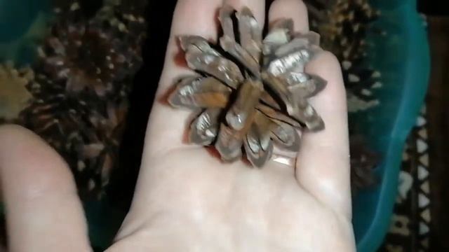 Шишки для шиншилл. смотреть онлайн