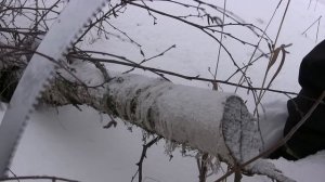 Японская пила Silky "Sugowaza" обзор и тесты после 6 месяцев использования \