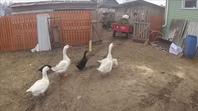 Самоизоляция в деревне. Готовим козу к родам. Злые гуси. Наташа панк.