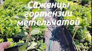 Получили саженцы гортензии метельчатой/что делать. Саженцы гортензии сезон 2024 / как выглядят?