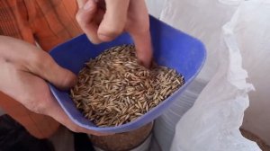 Как приготовить хороший субстрат для рейши и шиитаке!/How to make  substrate for Reishi  mushrooms!