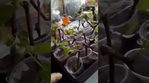 А КАК ВЫРАСТИТЬ ВИНОГРАД ИЗ ЧЕРЕНКОВ ( ЧУБУКОВ) В РОССИИ.?