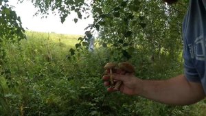 река ока в рязани