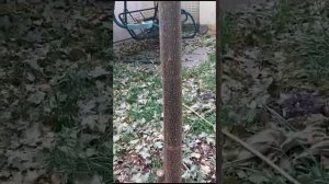 Павловния в Ростове-на-Дону выросла за год 8 метров