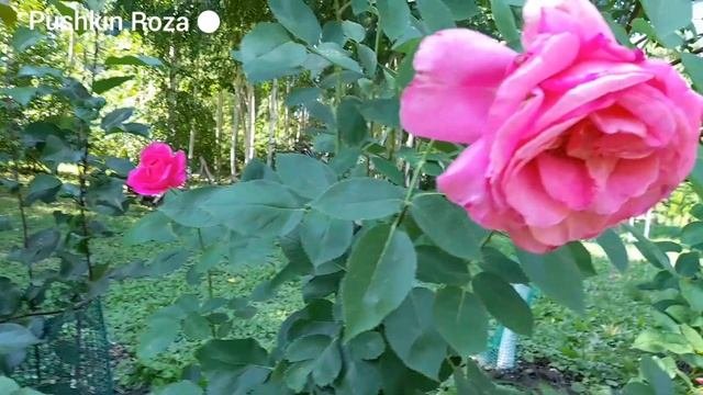Самые зимостойкие сорта роз. Канадские и парковые розы из питомника.